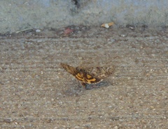 Catocala connubialis