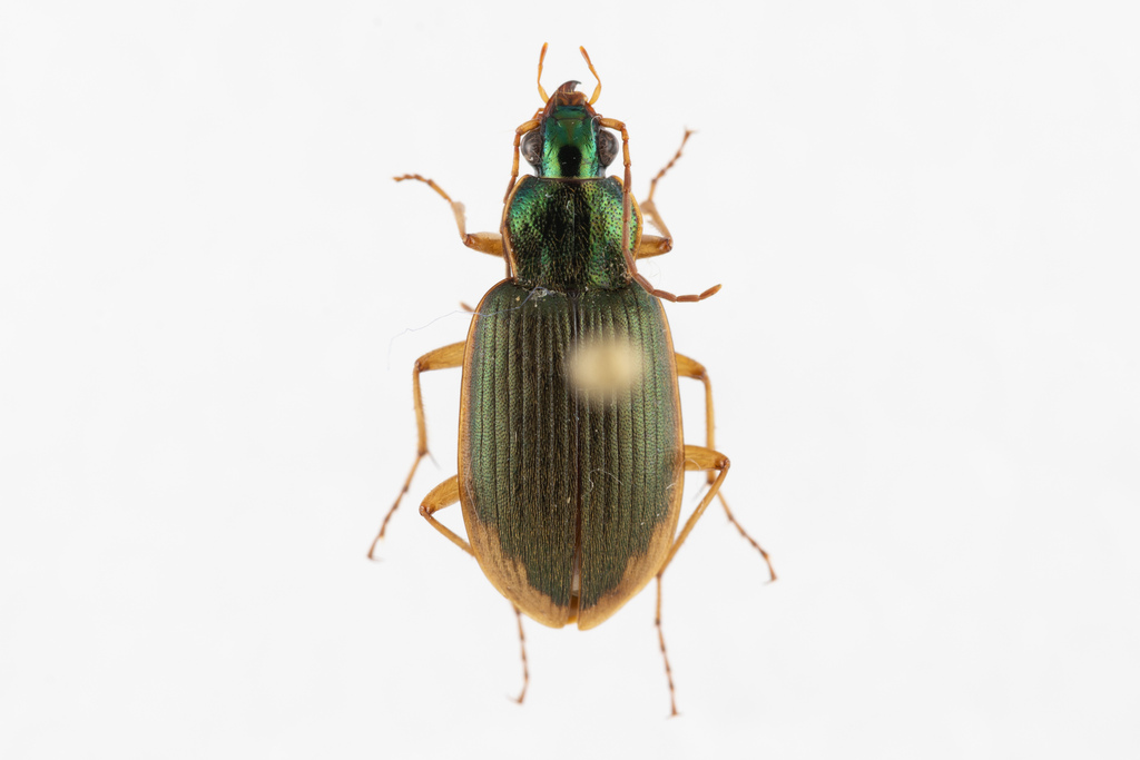 Chlaenius inops in May 2025 by miragin · iNaturalist