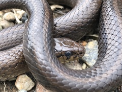 Galvarinus chilensis