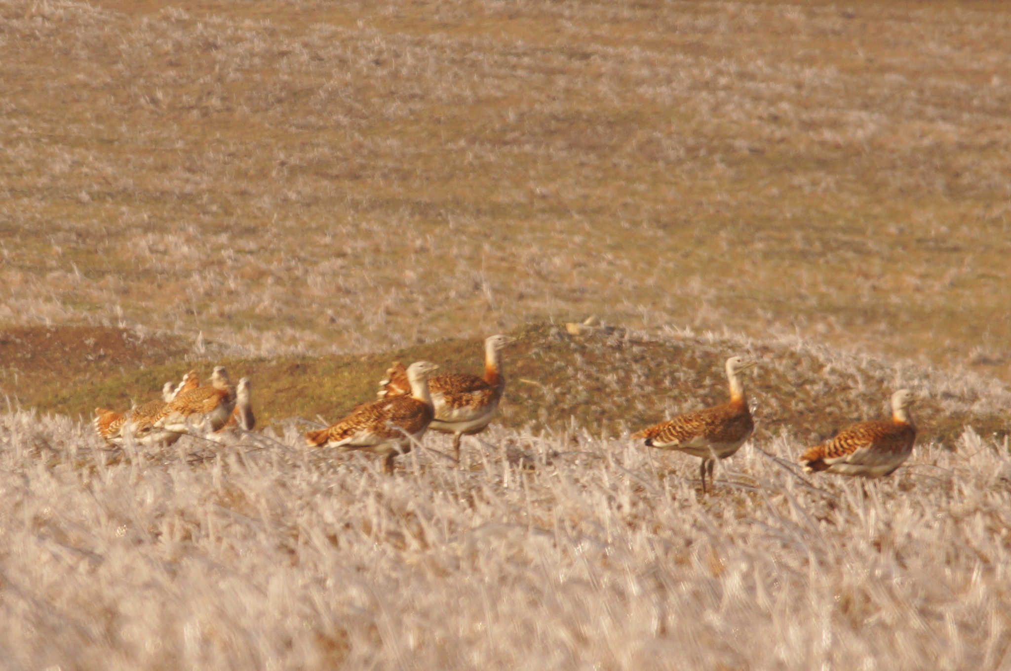 Great Bustard (Otis tarda), photo 6