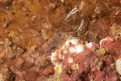 Periclimenes scriptus