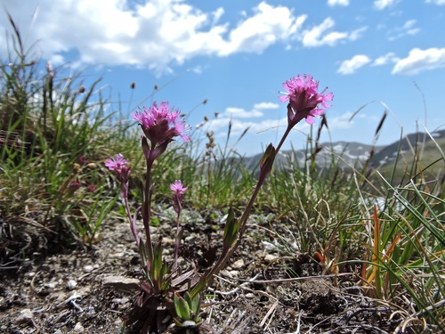 Viscaria alpina (Viscaria alpina)