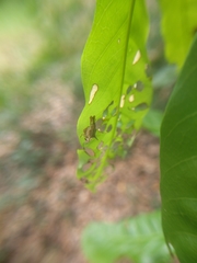 Odontopus nigrispinis
