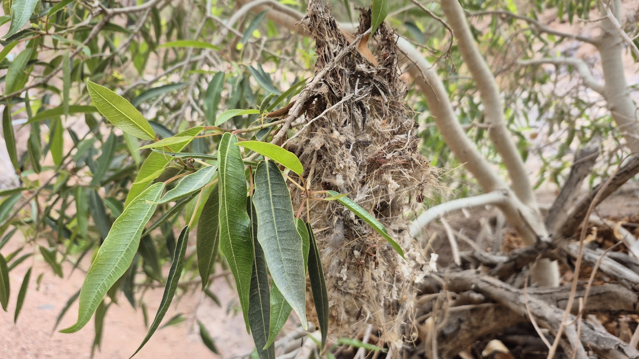 Palestine Sunbird (Cinnyris osea), photo 2