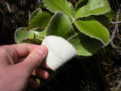 Macrolearia colensoi