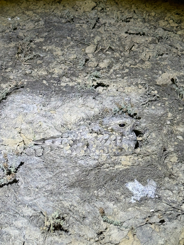 Sykes's Nightjar (Caprimulgus mahrattensis)