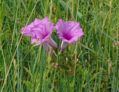Ipomoea leptophylla