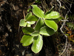 Macrolearia colensoi