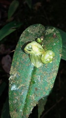 Pleurothallis octavioi