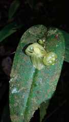 Pleurothallis octavioi