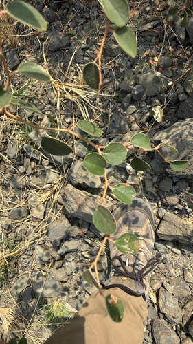 Ber (Ziziphus nummularia)