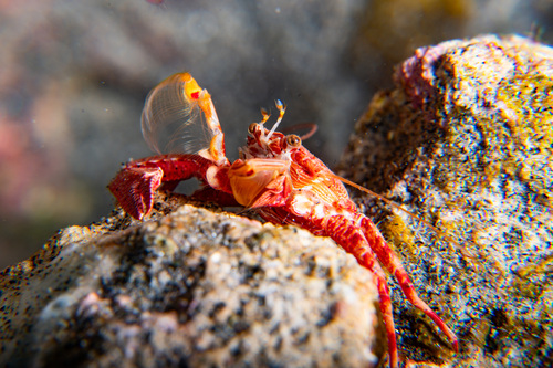 Petrolisthes coccineus observed 2026-02-04