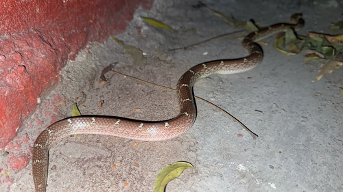 Russell's Wolf Snake