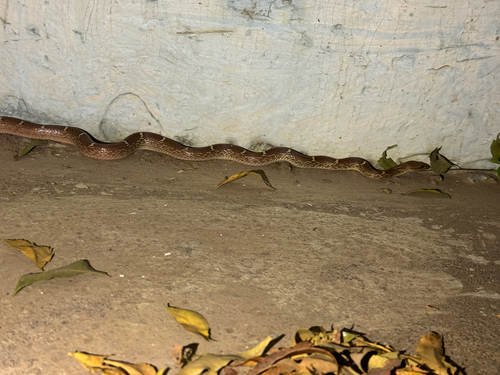 Russell's Wolf Snake