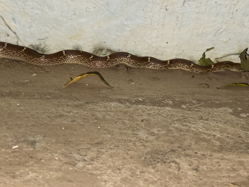 Russell's Wolf Snake