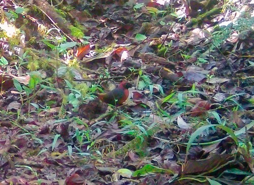 Rufous-breasted Antthrush (Formicarius rufipectus)