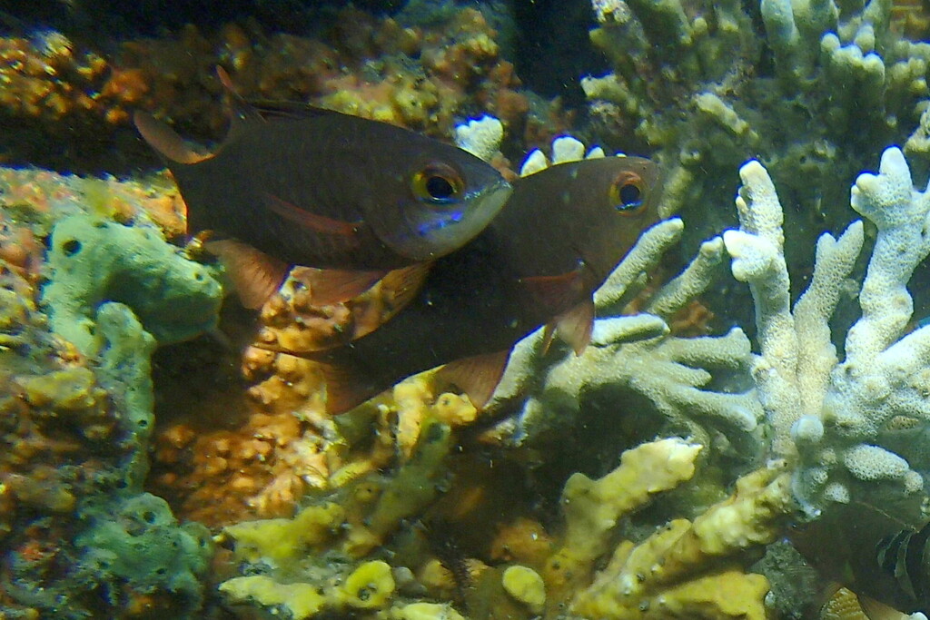 Moluccan Cardinalfish (Ostorhinchus monospilus)