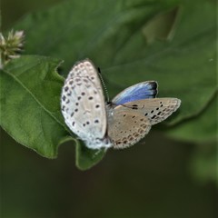 Pseudozizeeria maha