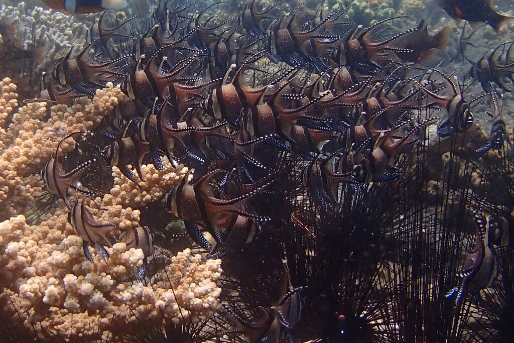 Banggai Cardinalfish (Pterapogon kauderni)