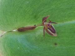 Pleurothallis matudana