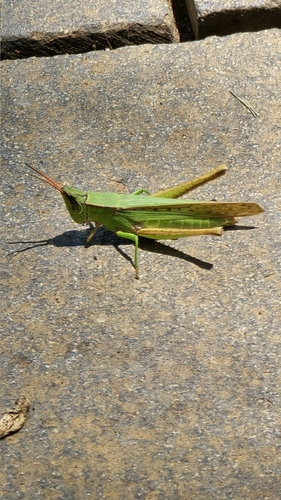 Metaleptea adspersa