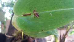 Pleurothallis matudana