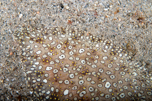 Ocellated sole (Pardachirus pavoninus) — Soleidae — 2