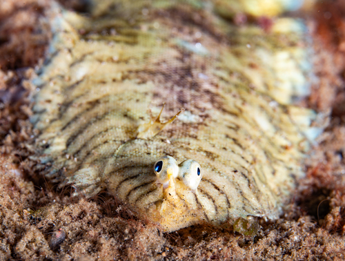 Banded sole (Soleichthys heterorhinos) — Soleidae — 3