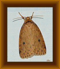 Anachrostis