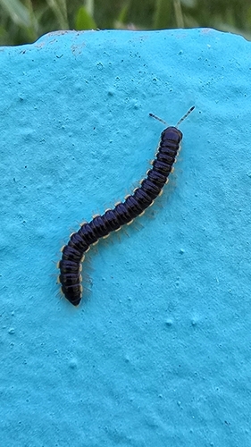 Long-flange Millipede