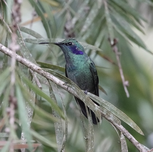 Lesser Violetear (Colibri cyanotus), photo 7