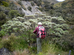 Veronica cupressoides