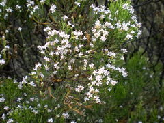 Veronica cupressoides