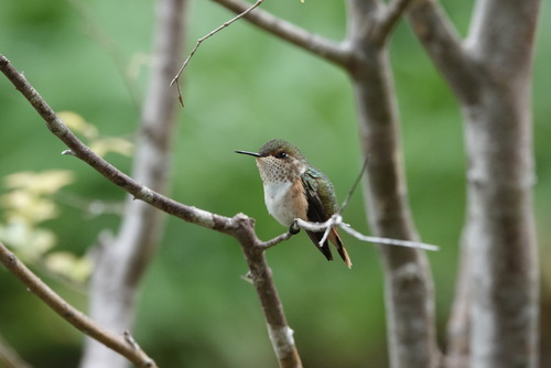 Volcano Hummingbird (Selasphorus flammula)