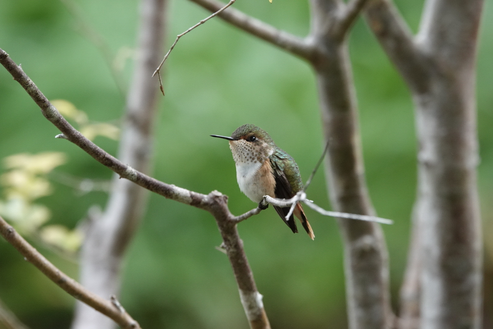 Volcano Hummingbird (Selasphorus flammula), photo 1