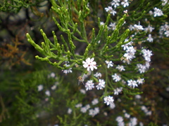 Veronica cupressoides