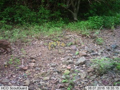 Sylvilagus cunicularius insolitus