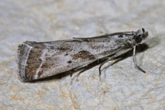 Diviana eudoreella