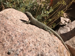 Liolaemus juanortizi