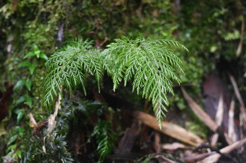 Abrodictyum rigidum observed 2022-01-26