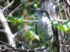 Pyrope pyrope fortis