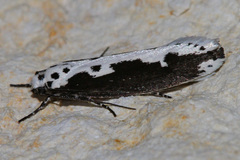Ethmia semilugens