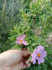Duarte Frade, CC BY, iNaturalist via GBIF Cistus × incanus, photograph Duarte Frade, CC BY, iNaturalist via GBIF