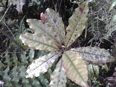 Quintinia serrata