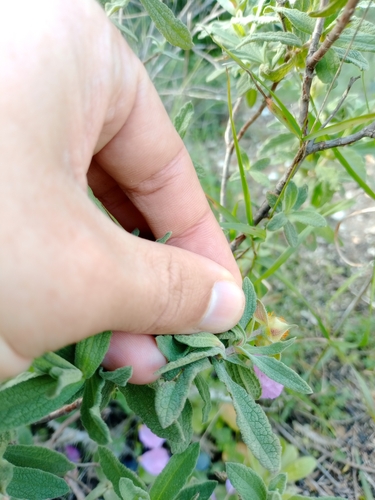 Cistus × incanus, photograph 3