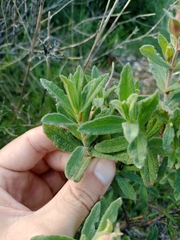 Duarte Frade, CC BY, iNaturalist via GBIF Cistus × incanus, photograph Duarte Frade, CC BY, iNaturalist via GBIF