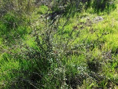 Eriogonum parvifolium