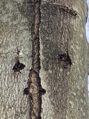 Anoplophora glabripennis