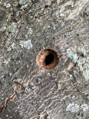 Anoplophora glabripennis