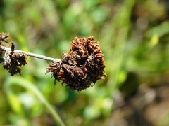 Eriogonum parvifolium